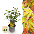 Tuinplant - Acer palmatum Little Princess - Groen - 3 Planten - Bladverliezend - Weinig Onderhoud - Pot 12cm Hoogte 35cm