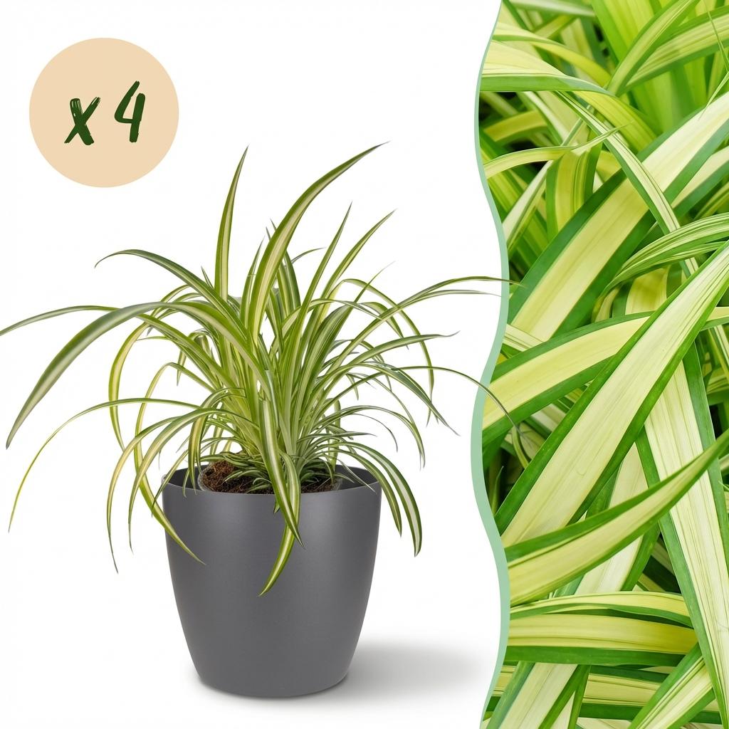 Kamerplant - Chlorophytum comosum Variegatum - Bonte Graslelie - Huisdiervriendelijke Plant - Groen - 4 Planten - met Potter Grijs - Pot 12cm - Hoogte 20cm