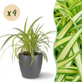 Kamerplant - Chlorophytum comosum Variegatum - Bonte Graslelie - Huisdiervriendelijke Plant - Groen - 4 Planten - met Potter Grijs - Pot 12cm - Hoogte 20cm