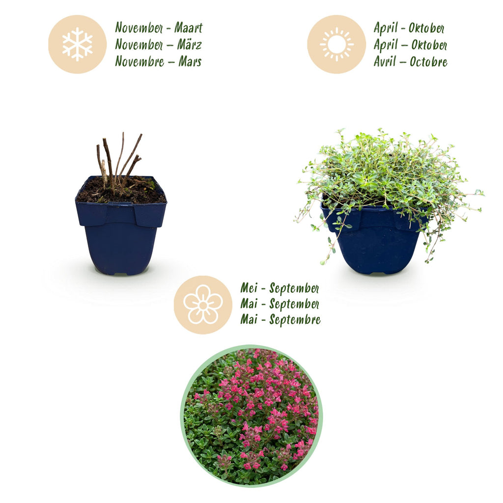 Vasteplant - Thymus praecox Red Carpet - KruipTijm - Geurend - Rood-Roze - 6 Planten - Pot 11cm - Hoogte 15-25cm
