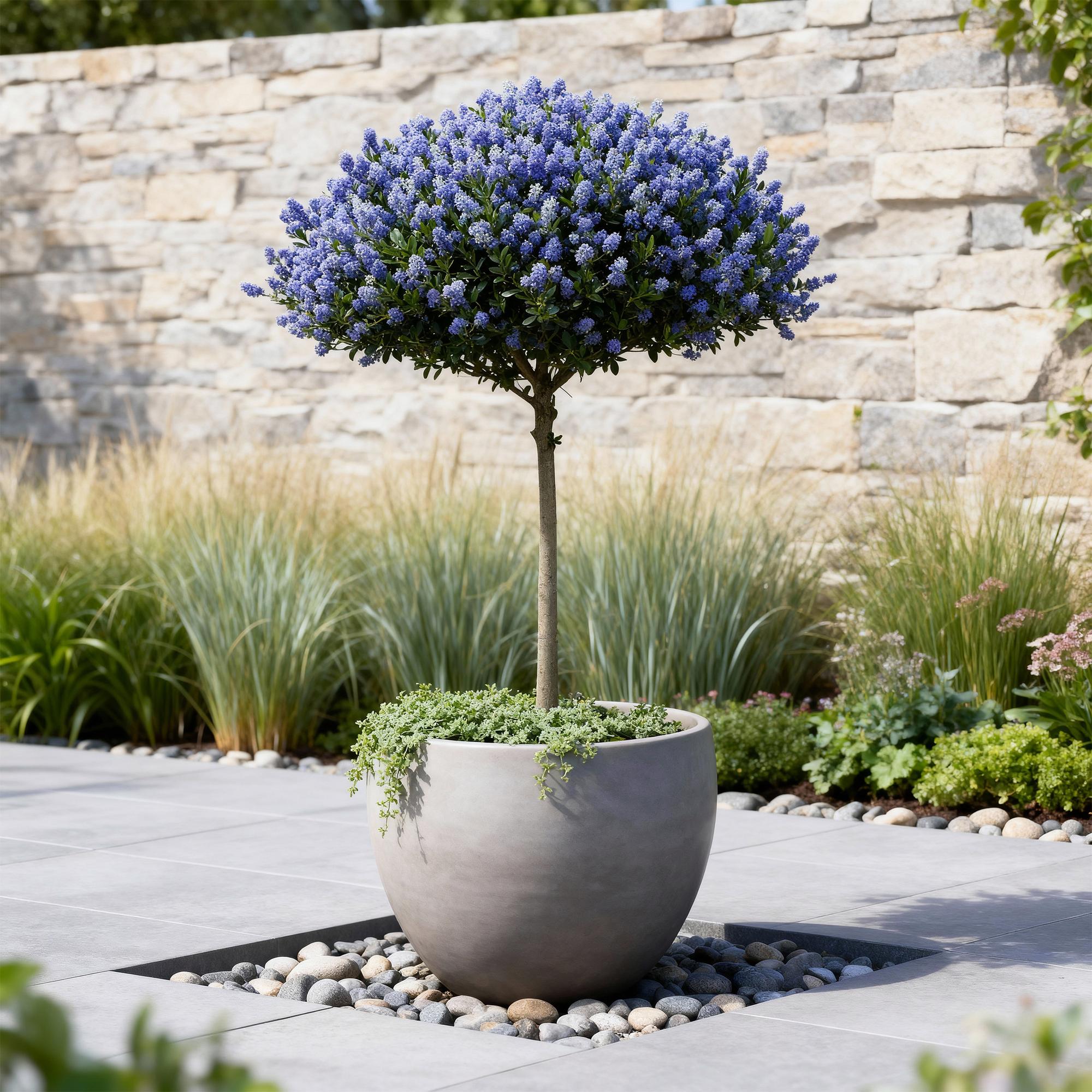 Plant op Stam - Ceanothus thyrsiflorus Repens - Terras Plant - Bladhoudend - Winterhard - Paarse Bloem - Pot 19cm Hoogte 90cm