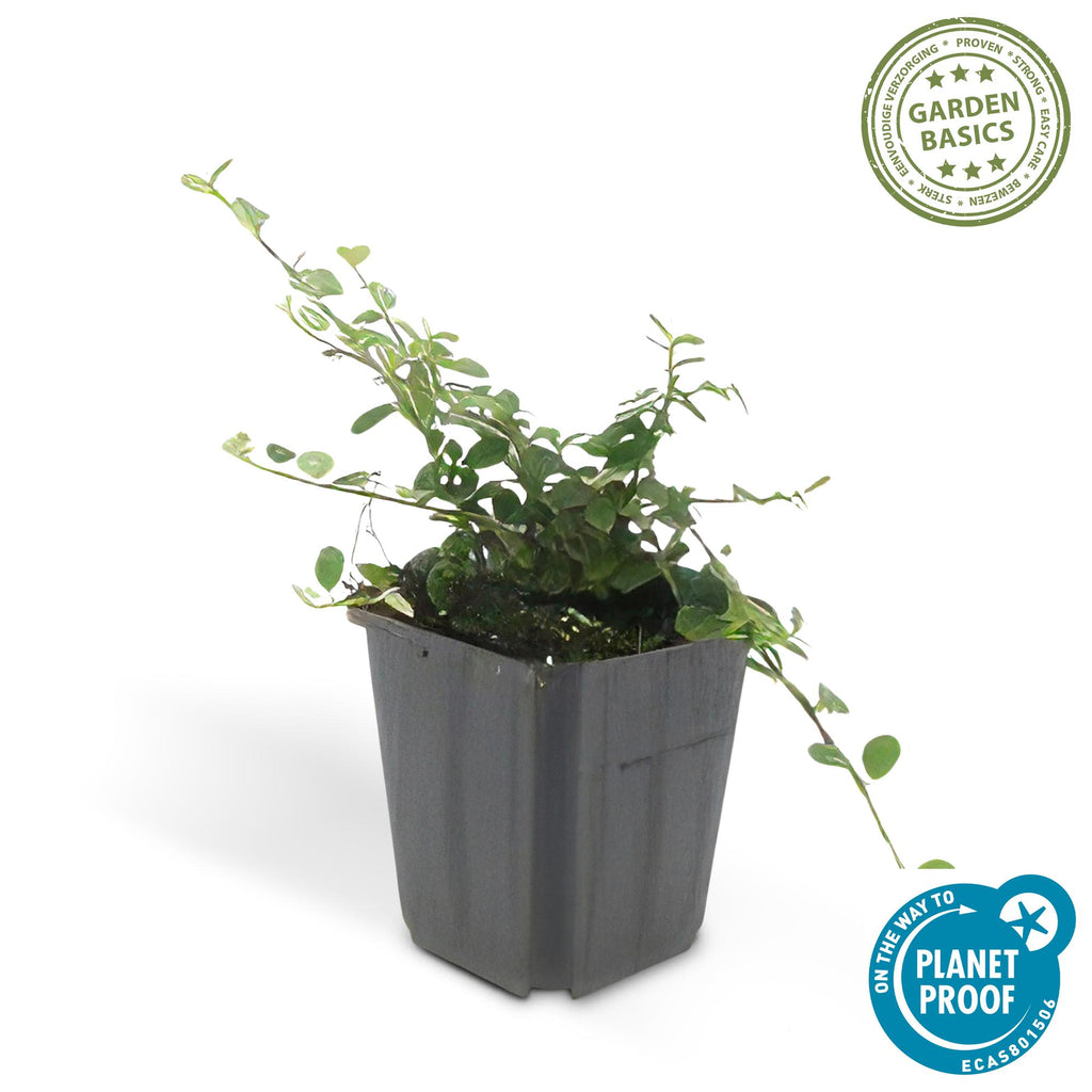 48x Cotoneaster pr. 'Queen of Carpets' - ↕10-25cm - Ø9cm