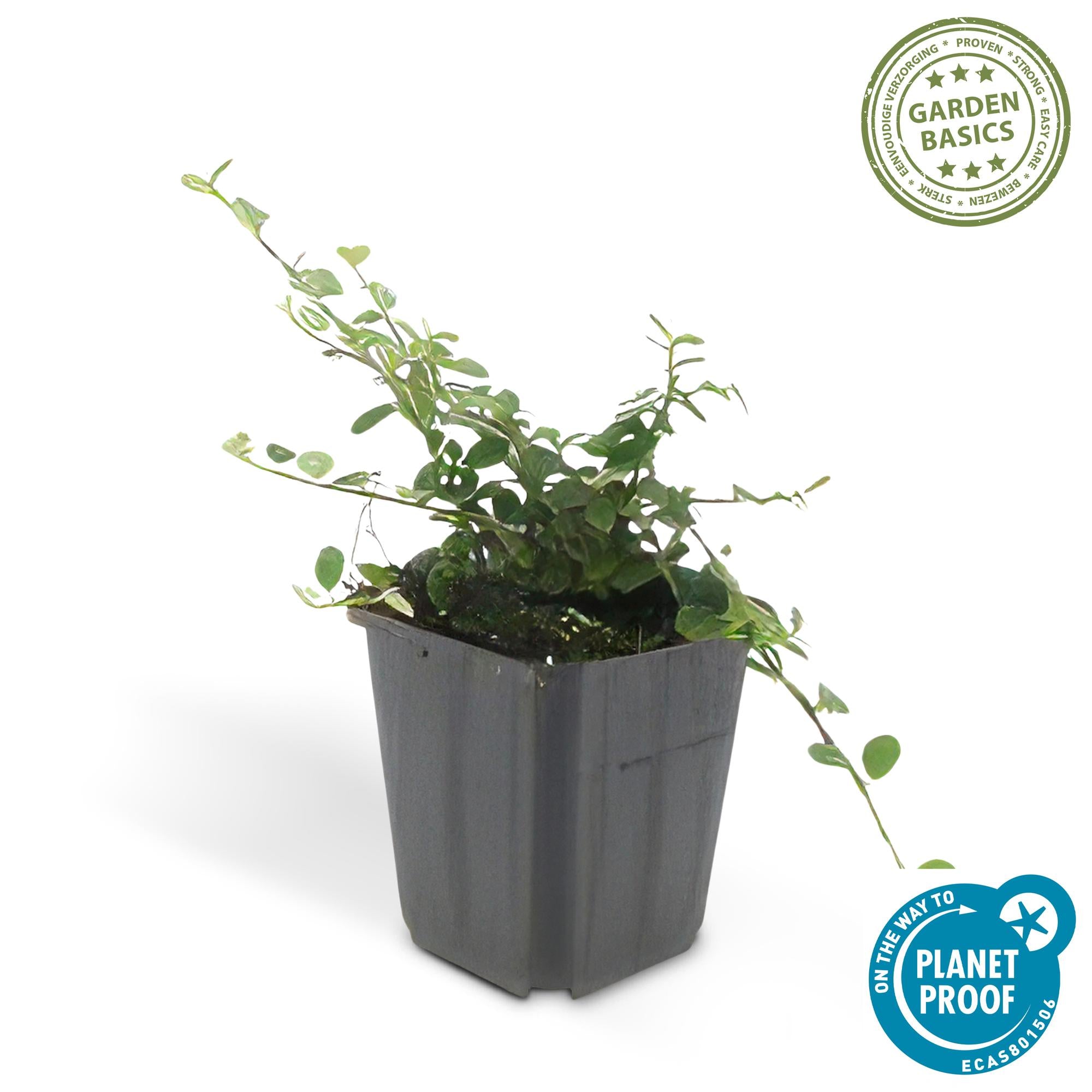 48x Cotoneaster pr. 'Queen of Carpets' - ↕10-25cm - Ø9cm
