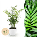 Kamerplant - Chamaedorea elegans - Goudpalm - Huisdiervriendelijke Plant - Groen - 4 Planten - met Potter Wit - Pot 12cm - Hoogte 15cm