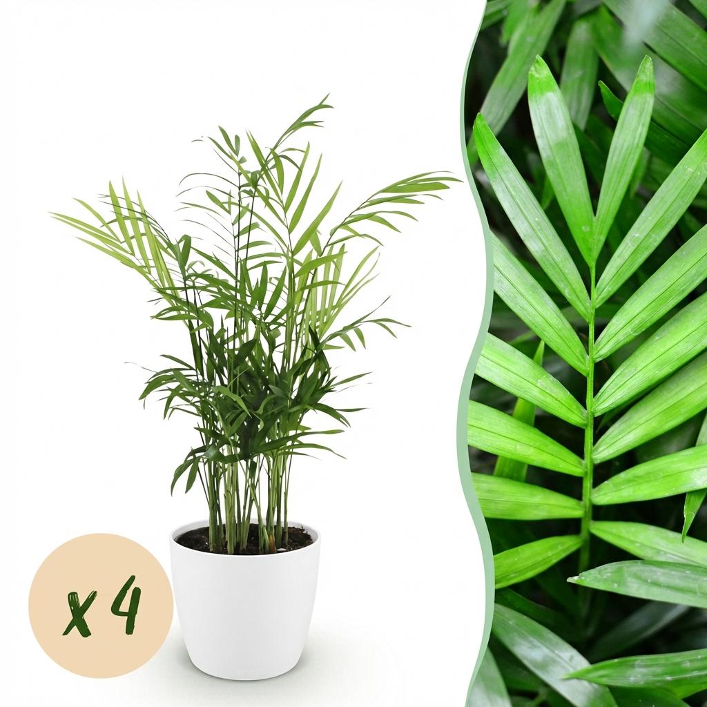 Kamerplant - Chamaedorea elegans - Goudpalm - Huisdiervriendelijke Plant - Groen - 4 Planten - met Potter Wit - Pot 12cm - Hoogte 15cm
