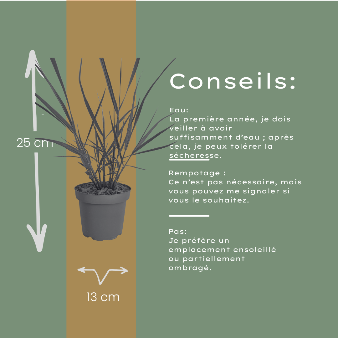 3x Panicum virgatum ‘Rotstrahlbusch’ – Siergras met warme herfstkleuren | Potmaat 12 cm