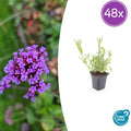 48x Verbena bonariensis - ↕10-25cm - Ø9cm