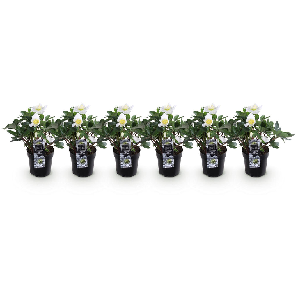 Tuinplant - Kerstroos - Helleborus Christmas Carol  - Witte Bloem - 6 Planten - Groenblijvend - Pot 10,5cm Hoogte 25cm