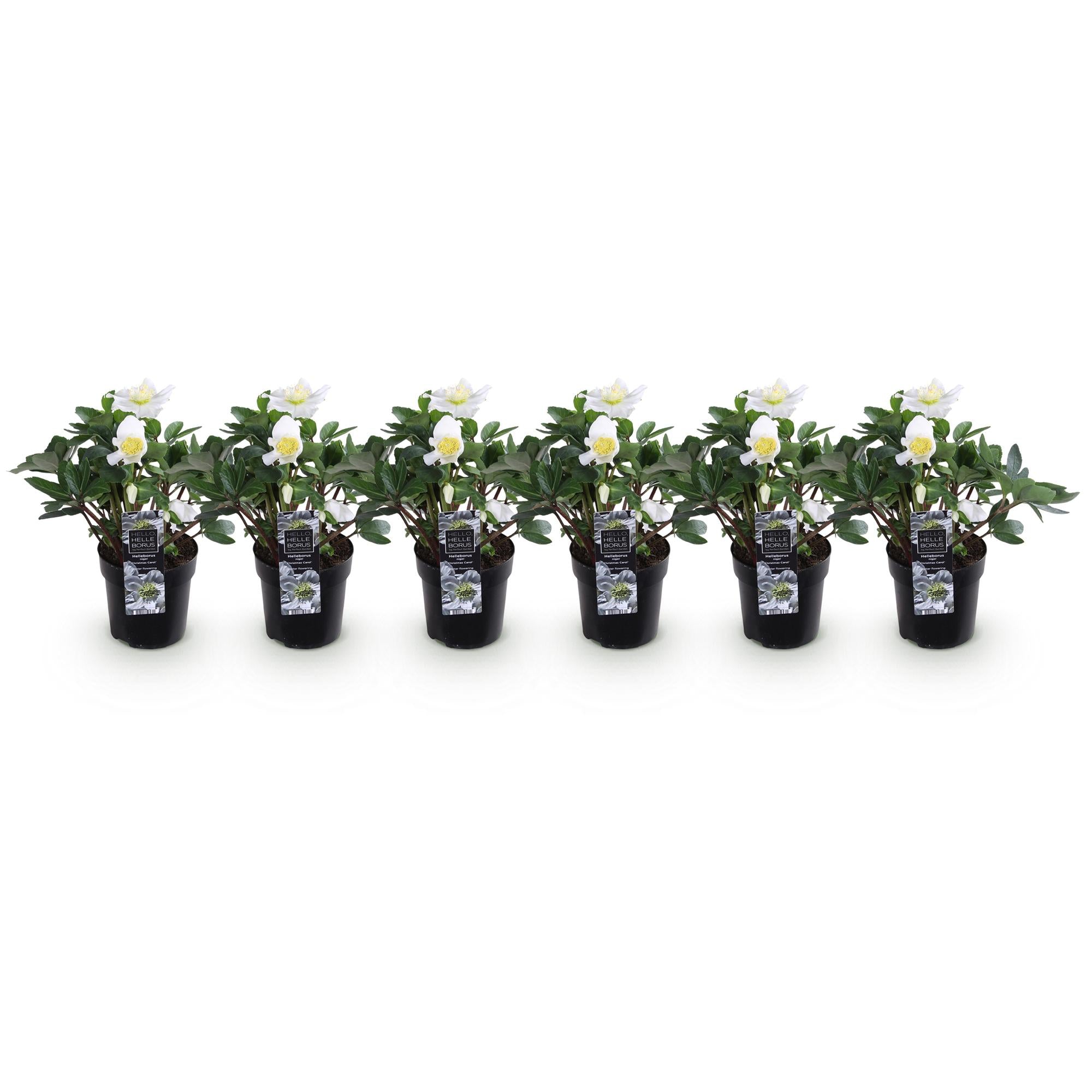 Tuinplant - Kerstroos - Helleborus Christmas Carol  - Witte Bloem - 6 Planten - Groenblijvend - Pot 10,5cm Hoogte 25cm