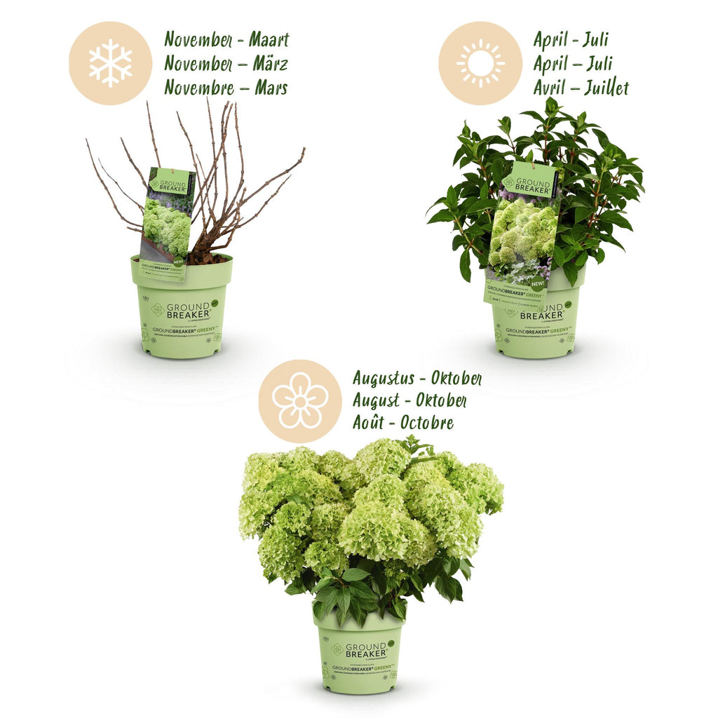 Tuinplant - Hydrangea panniculata Groundbreaker Greeny - Pluimhortensia - Winterhard - Creme - 1 Plant - Pot 14cm -Hoogte 20-25cm