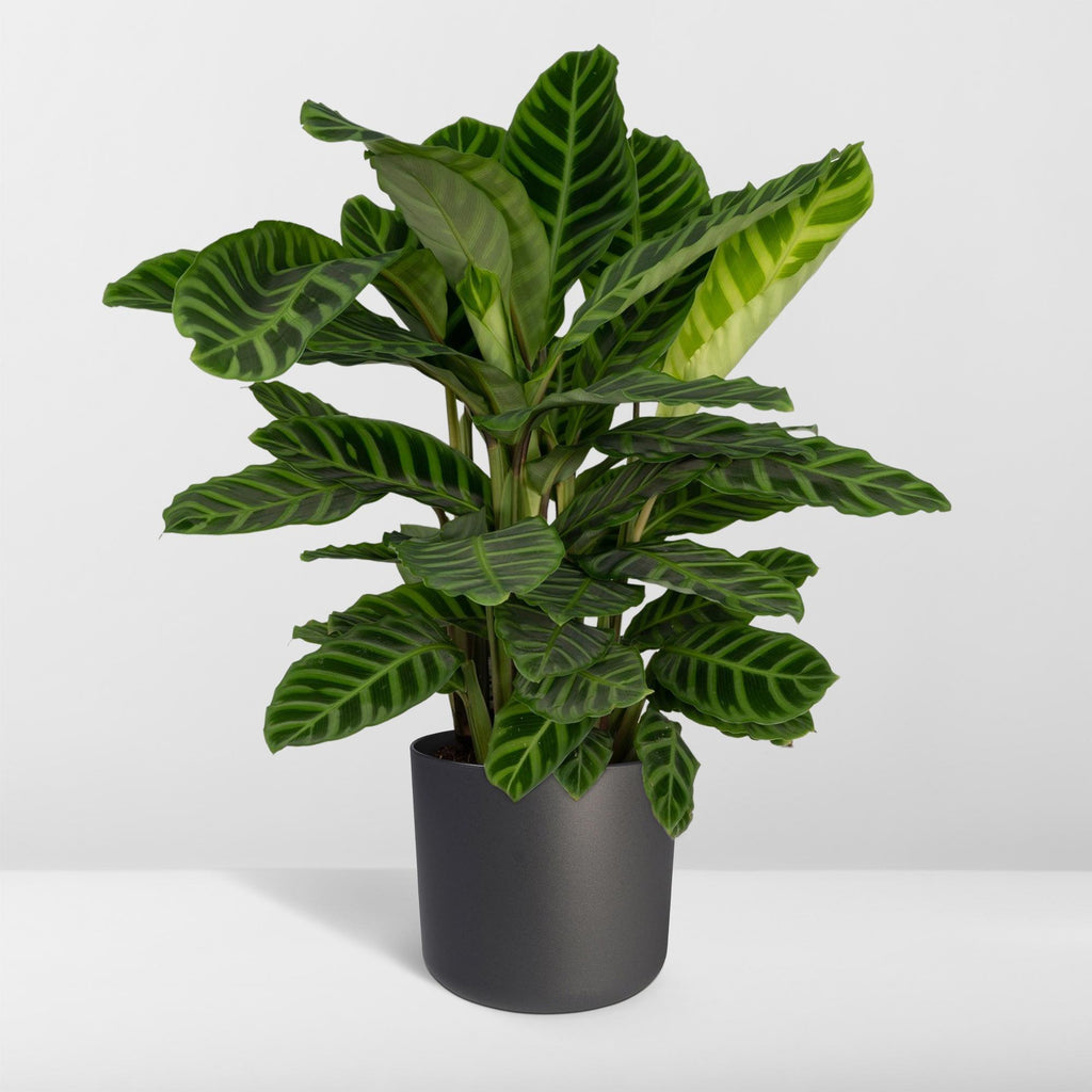 Calathea Zebrina - Pauwenplant - Ø19cm - ↕75cm
