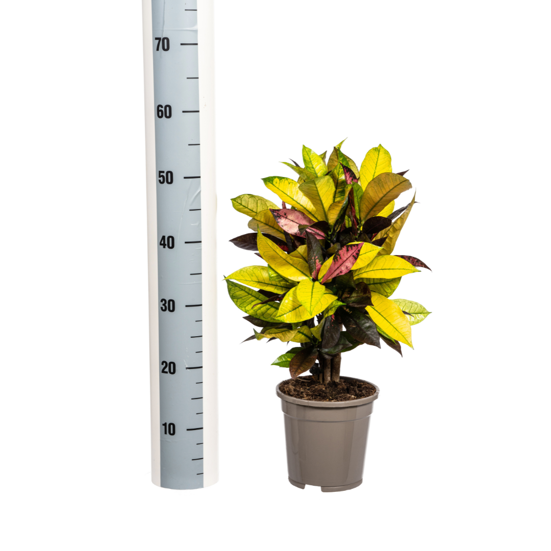 Codiaeum 'Croton' Iceton Ø17cm - ↕40 - 60cm