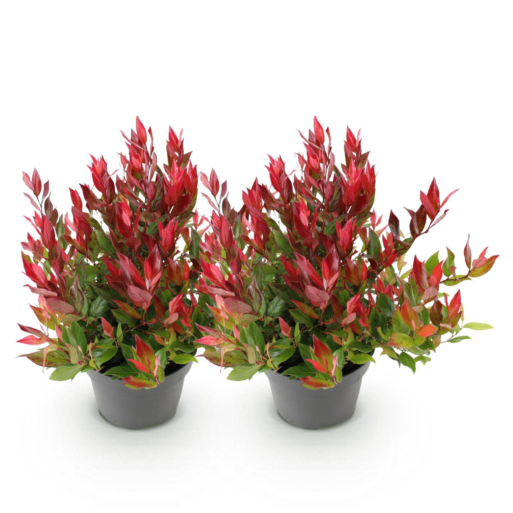 Tuinplant - Leucothoe Little Flame - Rood - 2 Planten - Groenblijvend - Weinig Onderhoud - Pot 17cm Hoogte 40cm