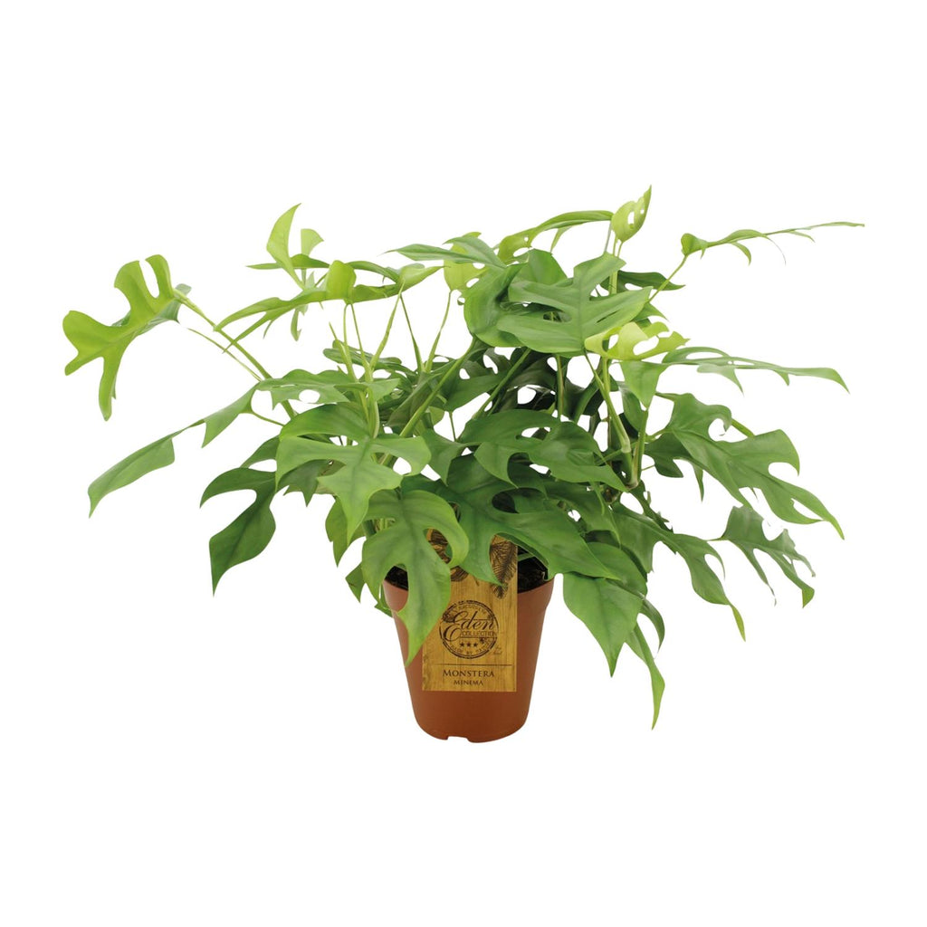 Monstera Minima - Ø15cm - ↕40cm