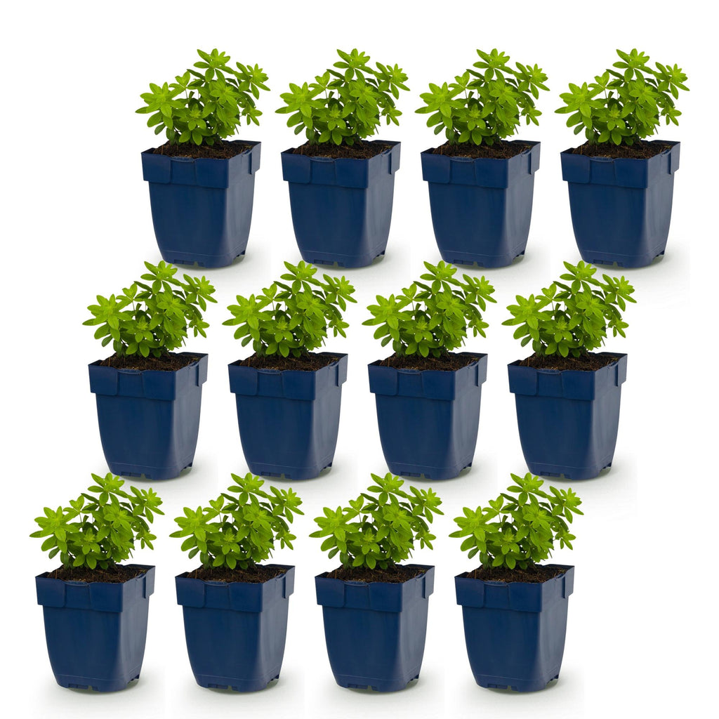 Vasteplant - Galium odoratum - Walstro - Bodembedekkend - Wit - 12 Planten - Pot 11cm - Hoogte 15-25cm