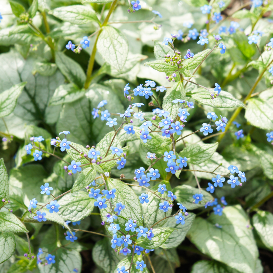 48x Brunnera macr. 'Jack Frost' - ↕10-25cm - Ø9cm