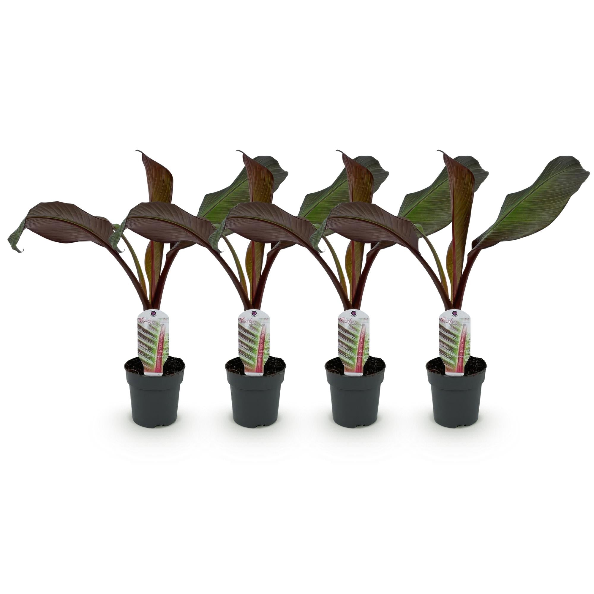 Fruitplant - Bananen plant - Ensete ventricosum Maurelli - Winterhard - 4 planten - Pot 12cm Hoogte 30cm