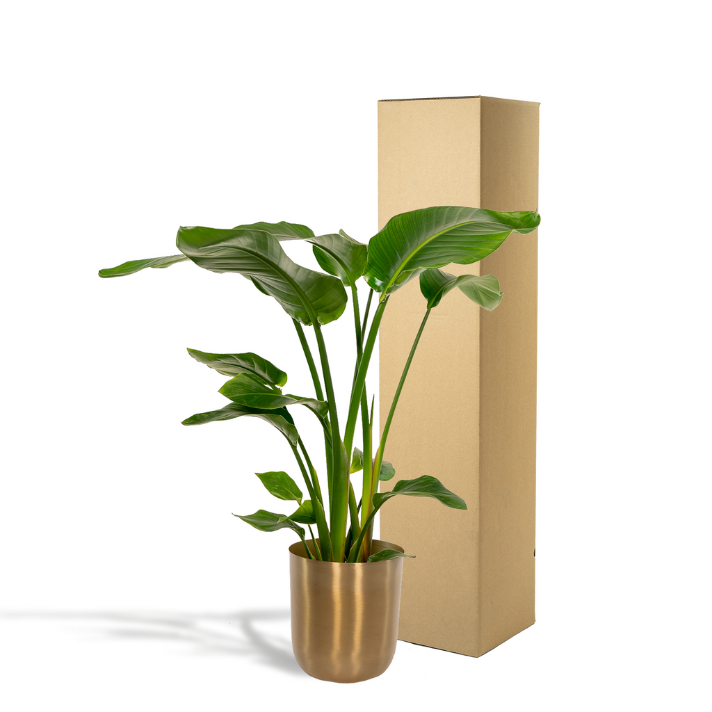 Strelitzia Nicolai - Ø19cm - ↕90cm + Pot Mayk Gold