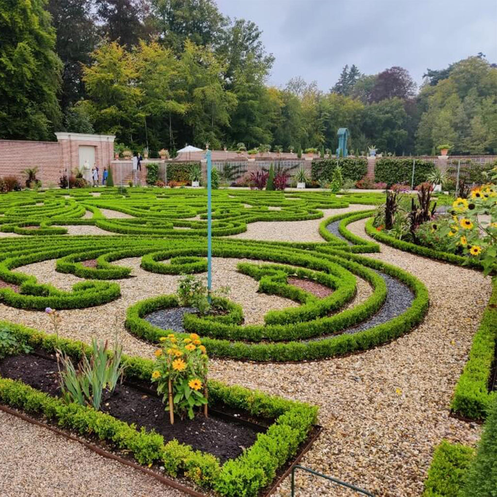 Buxus Haag - BetterBuxus Babylon Beauty - Resistant tegen de Buxus schimmel - 16 planten - 2 strekkende meter - pot 9cm hoogte 20-25