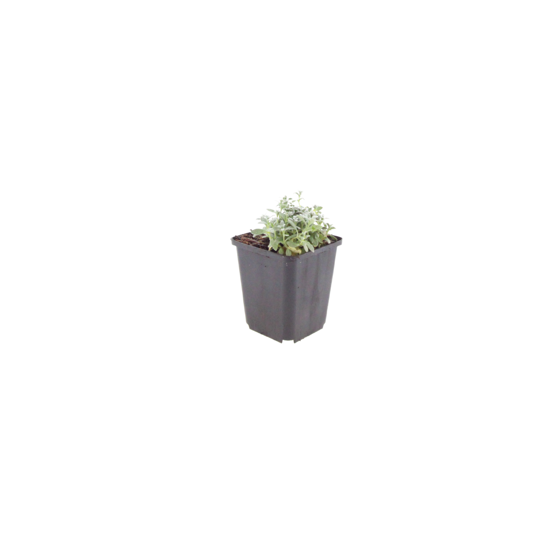 24x Cerastium tomentosum - ↕10-25cm - Ø9cm