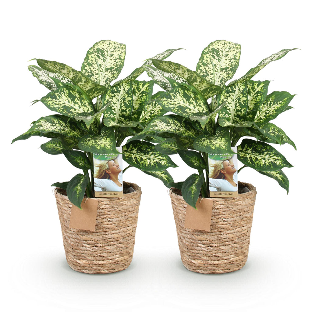 Green is... Kamerplanten - Diefenbachia Compacta - Dieffenbachia - Weinig onderhoud - met mand - Groen - 2 Planten - Pot 17cm - Hoogte 45-50cm