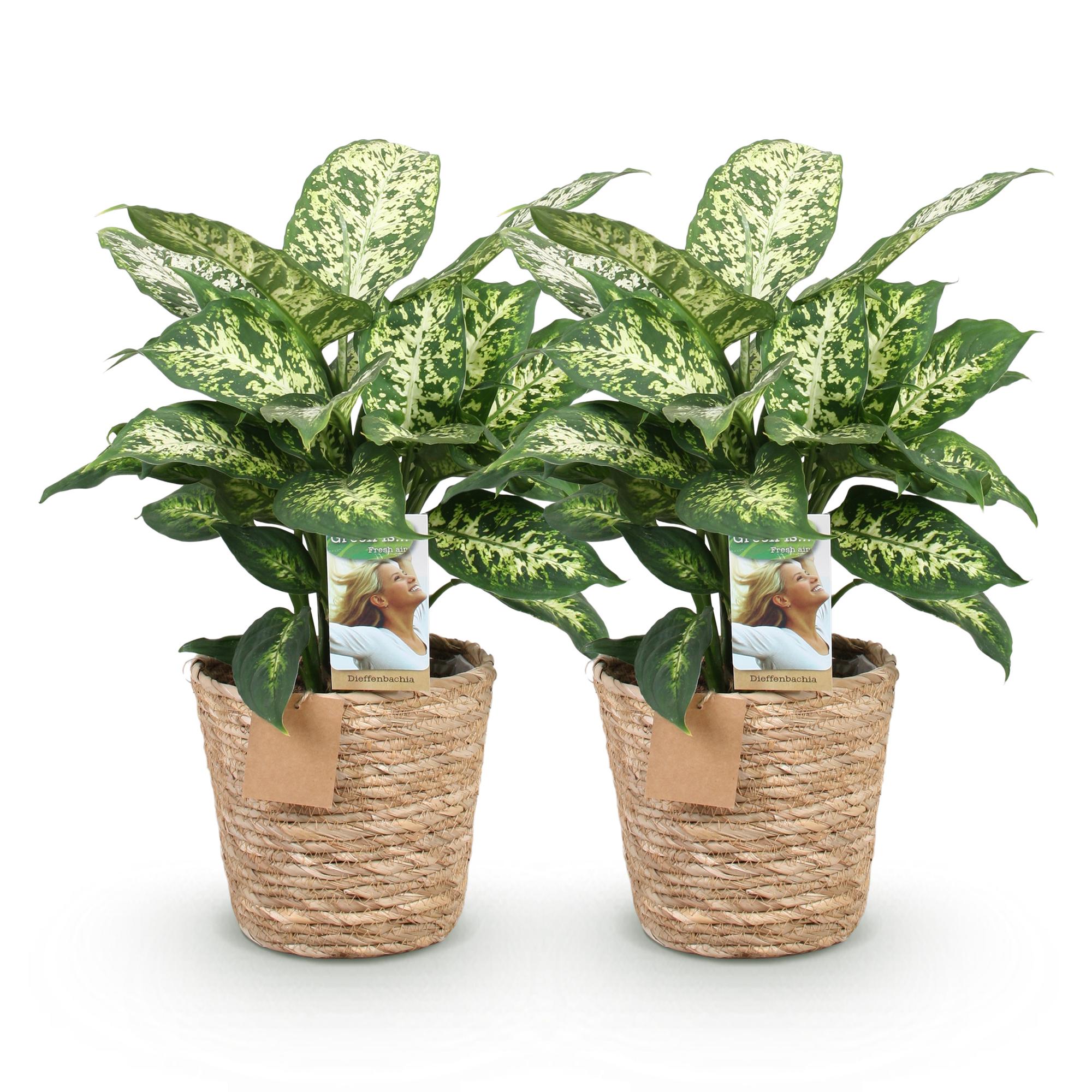Green is... Kamerplanten - Diefenbachia Compacta - Dieffenbachia - Weinig onderhoud - met mand - Groen - 2 Planten - Pot 17cm - Hoogte 45-50cm