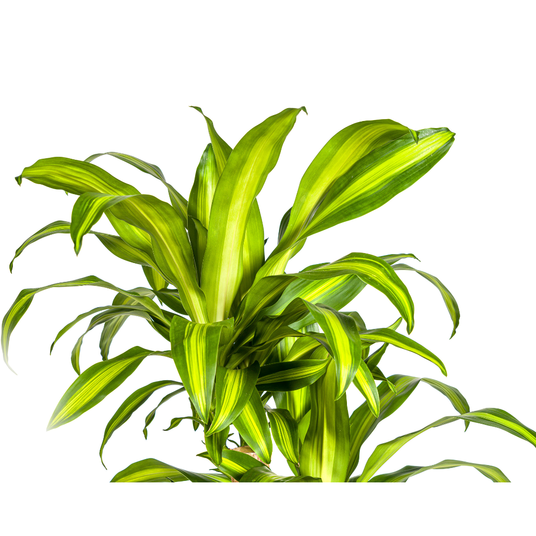 Dracaena Fragrans Massangeana Carrousel Ø30cm - ↕130 - 150cm