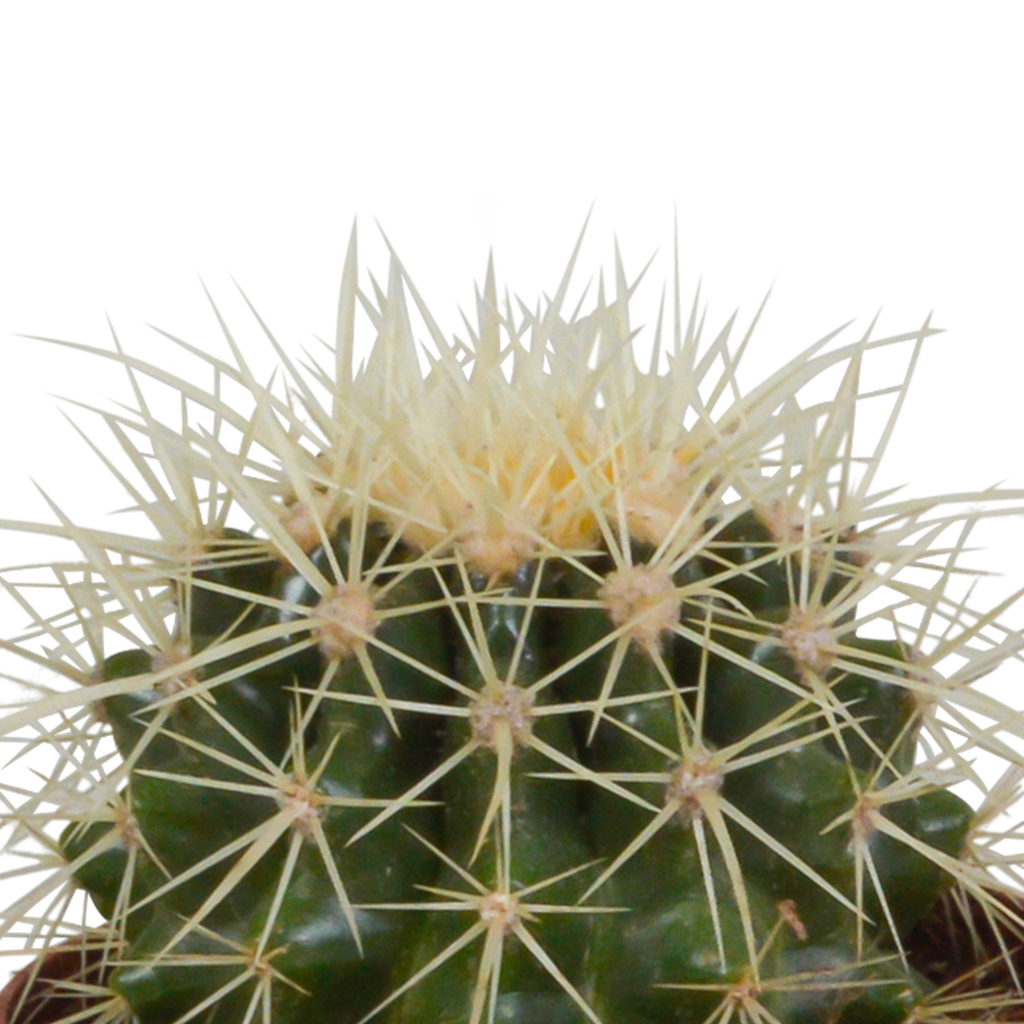 Bolcactus mix 8,5 cm | 3 stuks - zonder pot