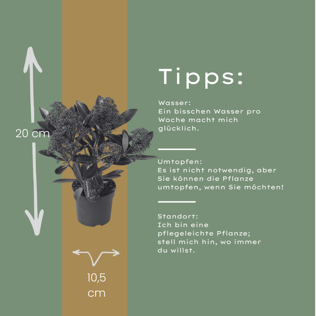 Set van 3 Skimmia 'Rubella' – Ø10,5 cm – ↨ 20-25 cm