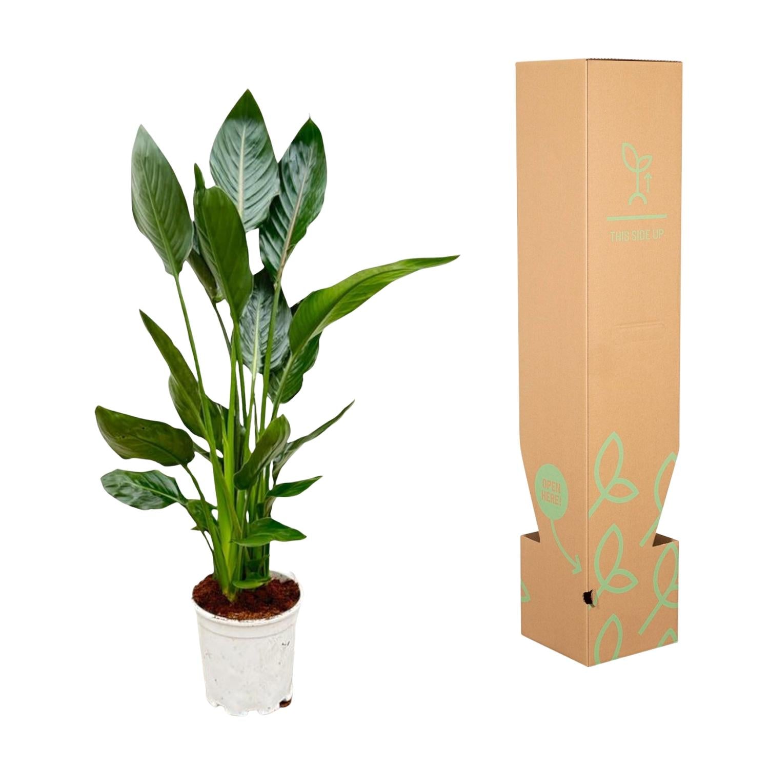 Strelitzia Reginae - 100 cm - Ø21