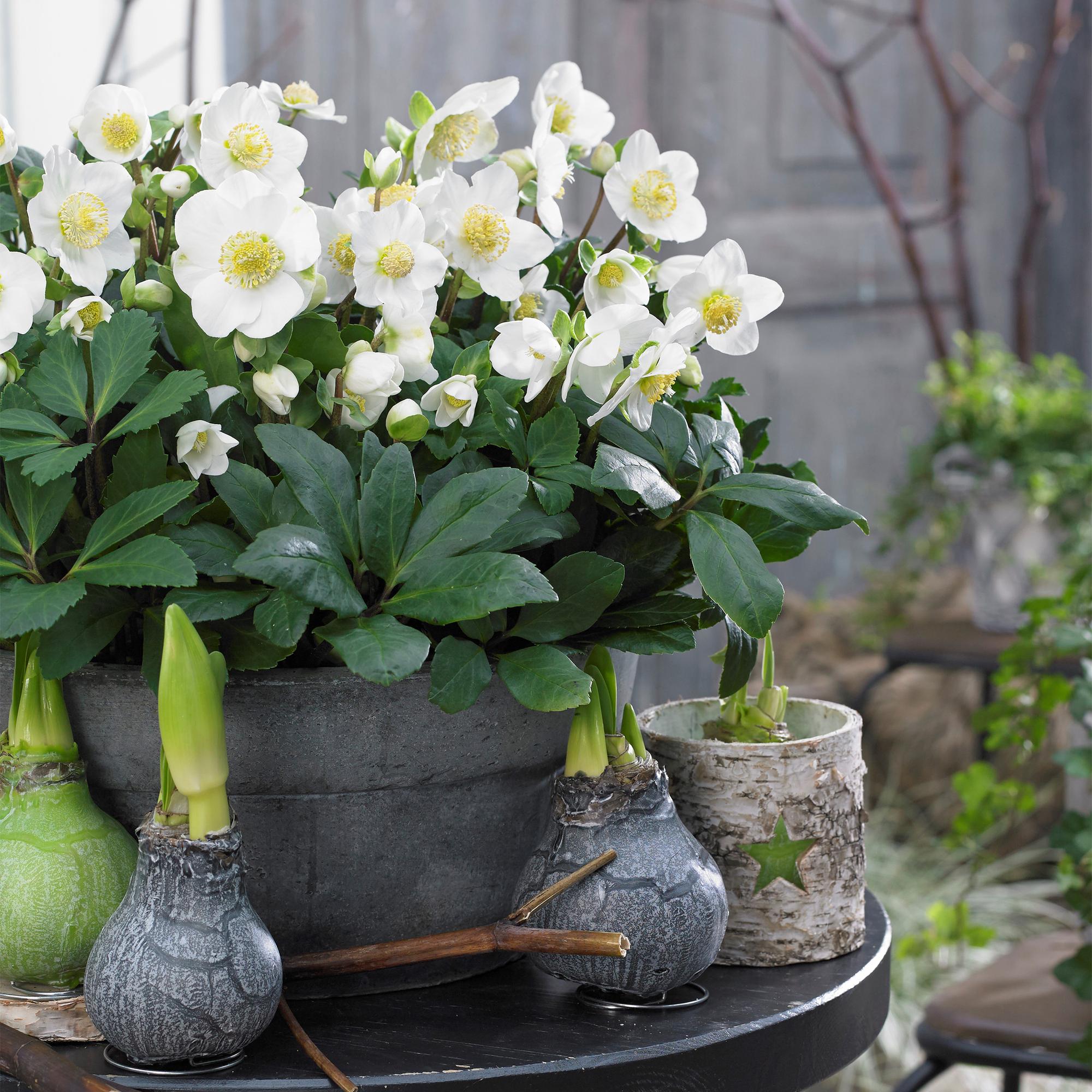 Tuinplant - Kerstroos - Helleborus Christmas Carol  - Witte Bloem -2 Planten - Groenblijvend - Pot 14cm Hoogte 30cm