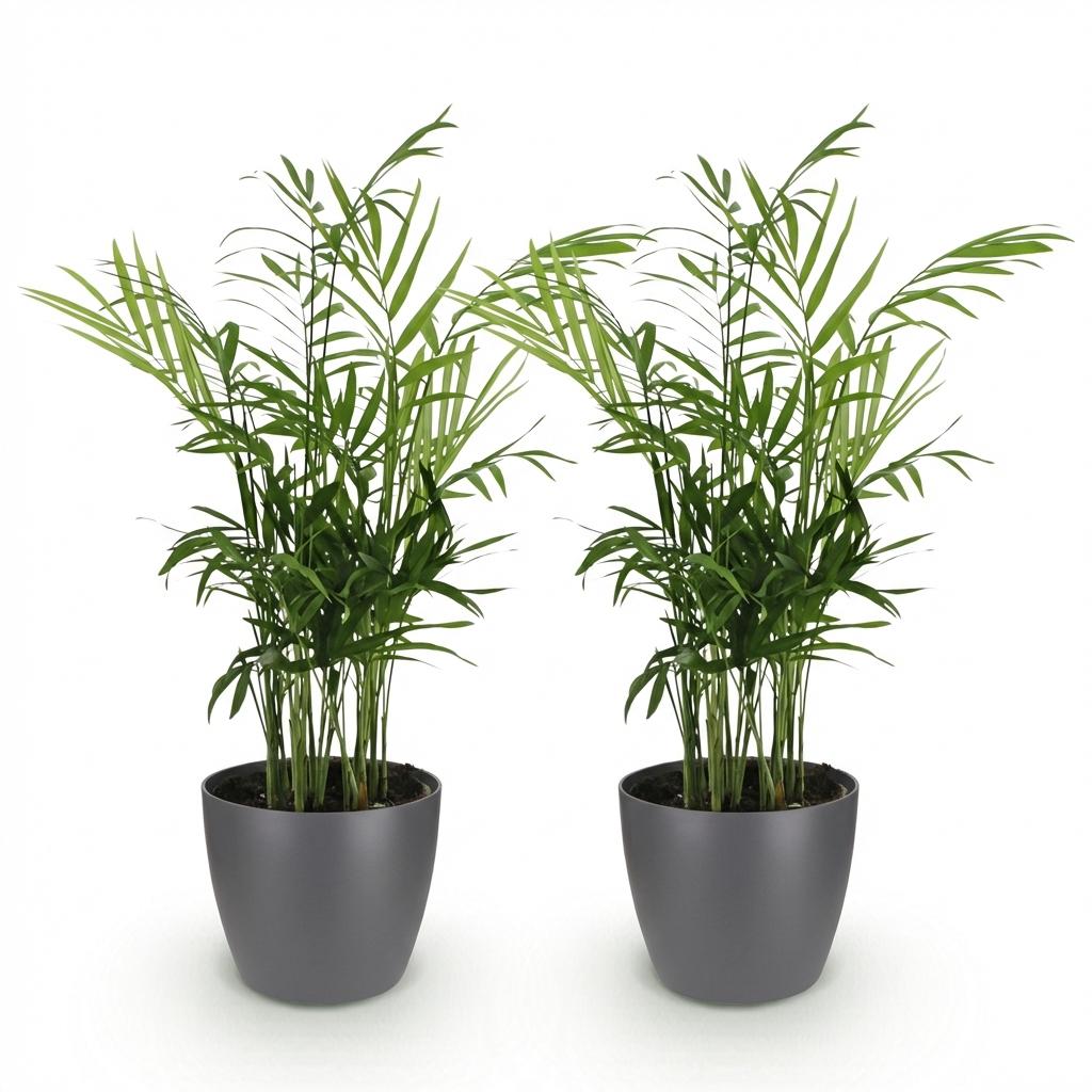 Kamerplant - Chamaedorea elegans - Goudpalm - Huisdiervriendelijke Plant - Groen - 2 Planten - met Potter Grijs - Pot 12cm - Hoogte 15cm
