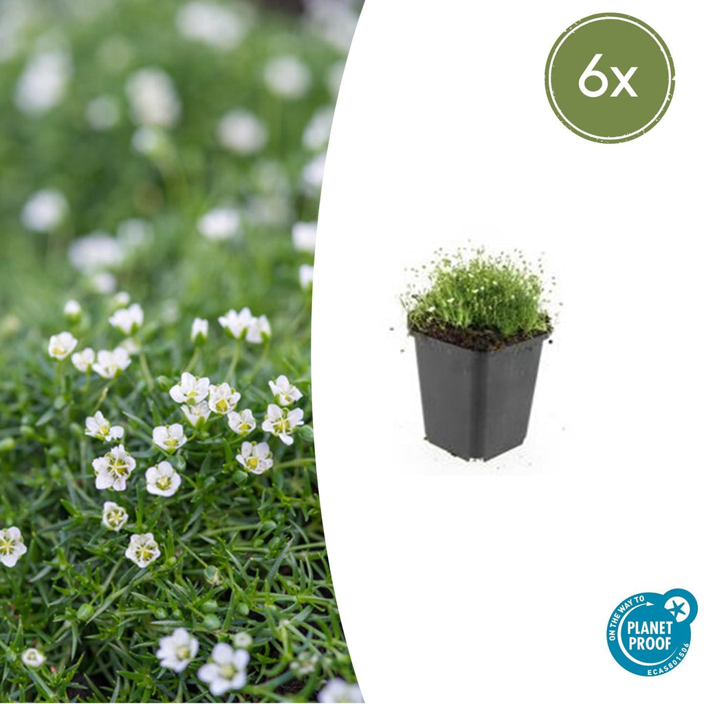 6x Sagina subulata - ↕10-25cm - Ø9cm