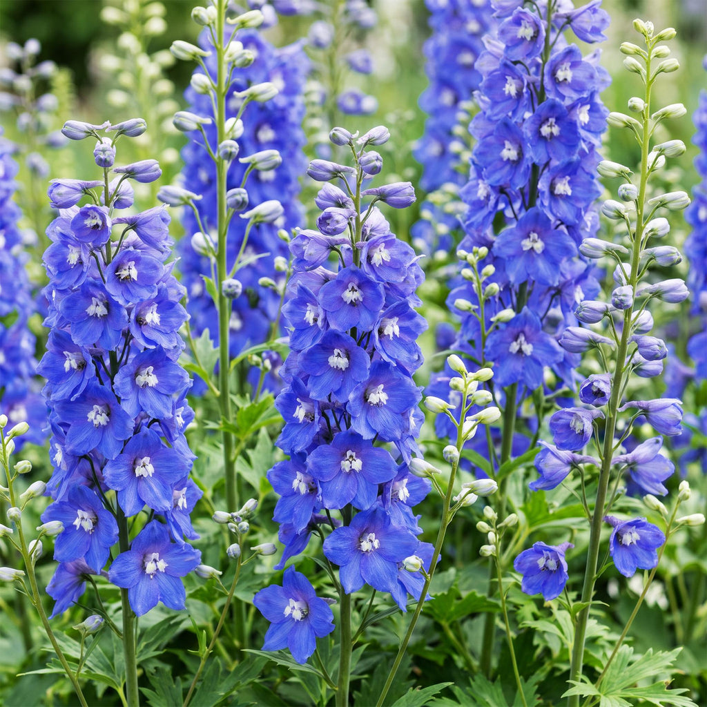 Vasteplant - Delphinium (P) Blue Bird - Ridderspoor - Bijen en Vlinderlokkers - Blauw - 1 Plant - Pot 11cm - Hoogte 15-25cm