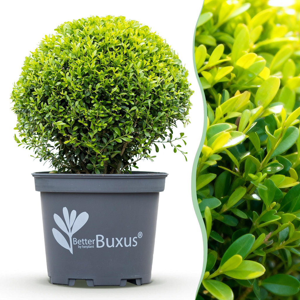 Buxus Bol - BetterBuxus Skylight - Resistant tegen Buxus Schimmel - 1 planten - pot 26cm bol 30cm