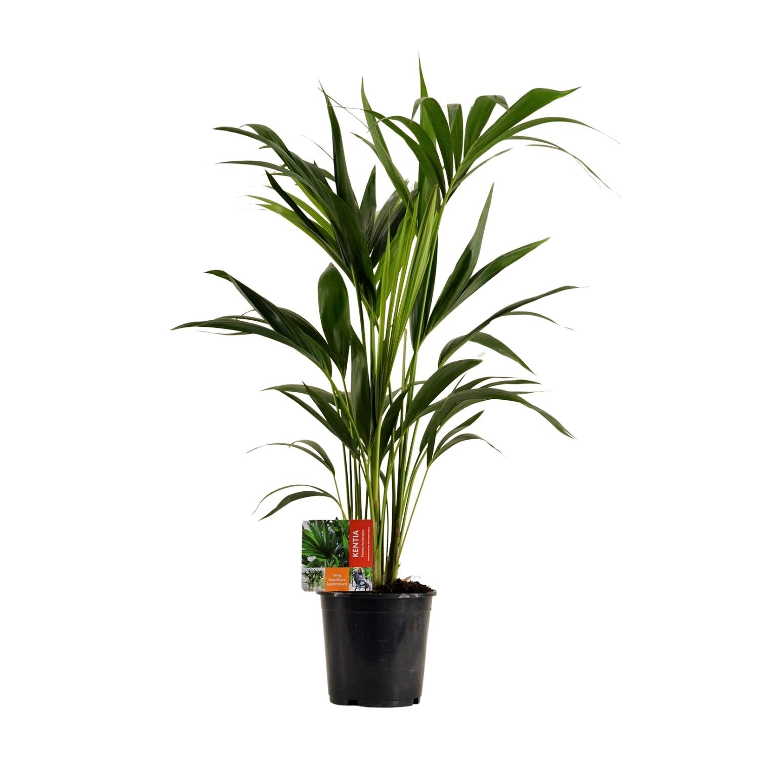 Howea Forsteriana - Ø19cm - ↕100cm