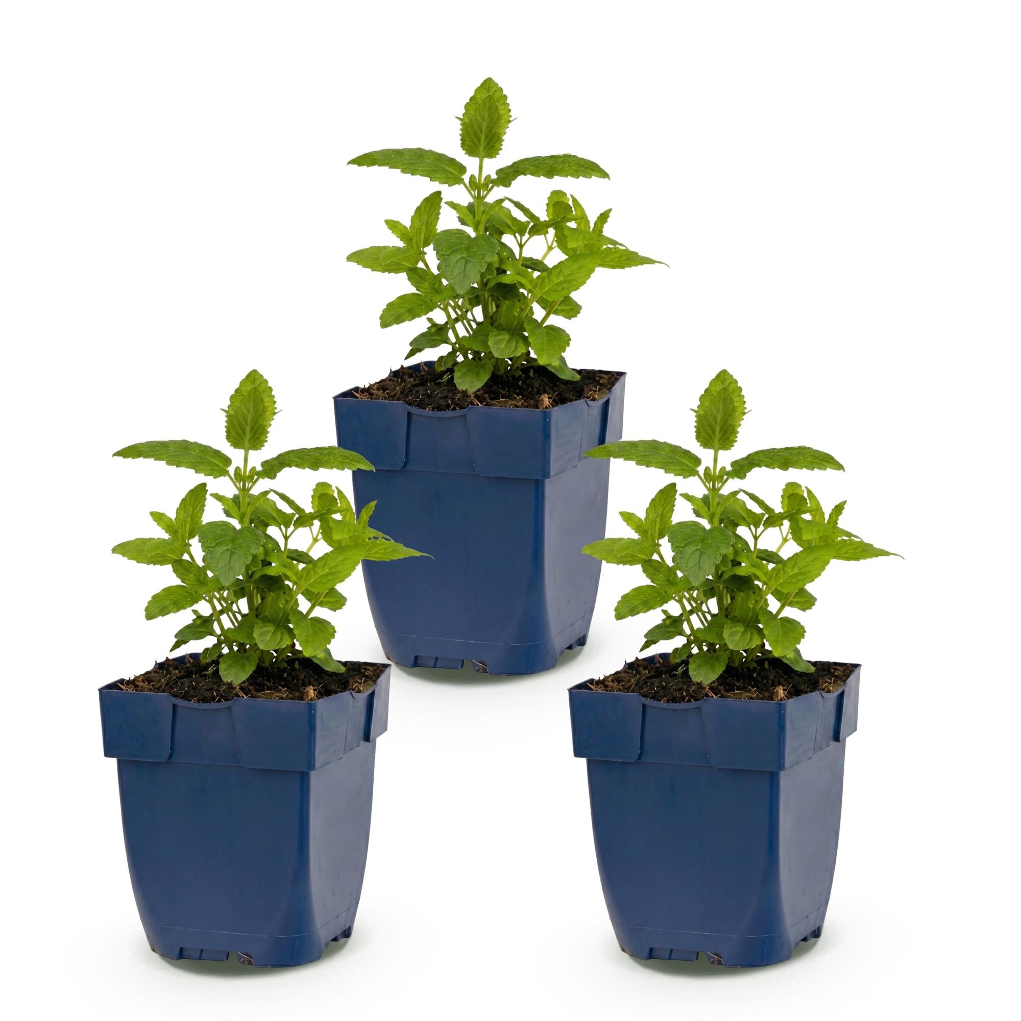 Vasteplant - Nepeta nerv. Neptune - Kattenkruid - Bijen en Vlinderlokkers - Paars - 3 Planten - Pot 11cm - Hoogte 15-25cm