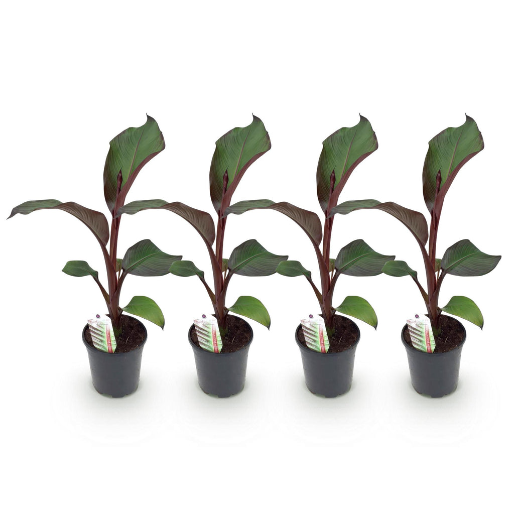 Fruitplant - Bananen plant - Ensete ventricosum Maurelli - Winterhard - 4 planten - Pot 17cm Hoogte 40cm
