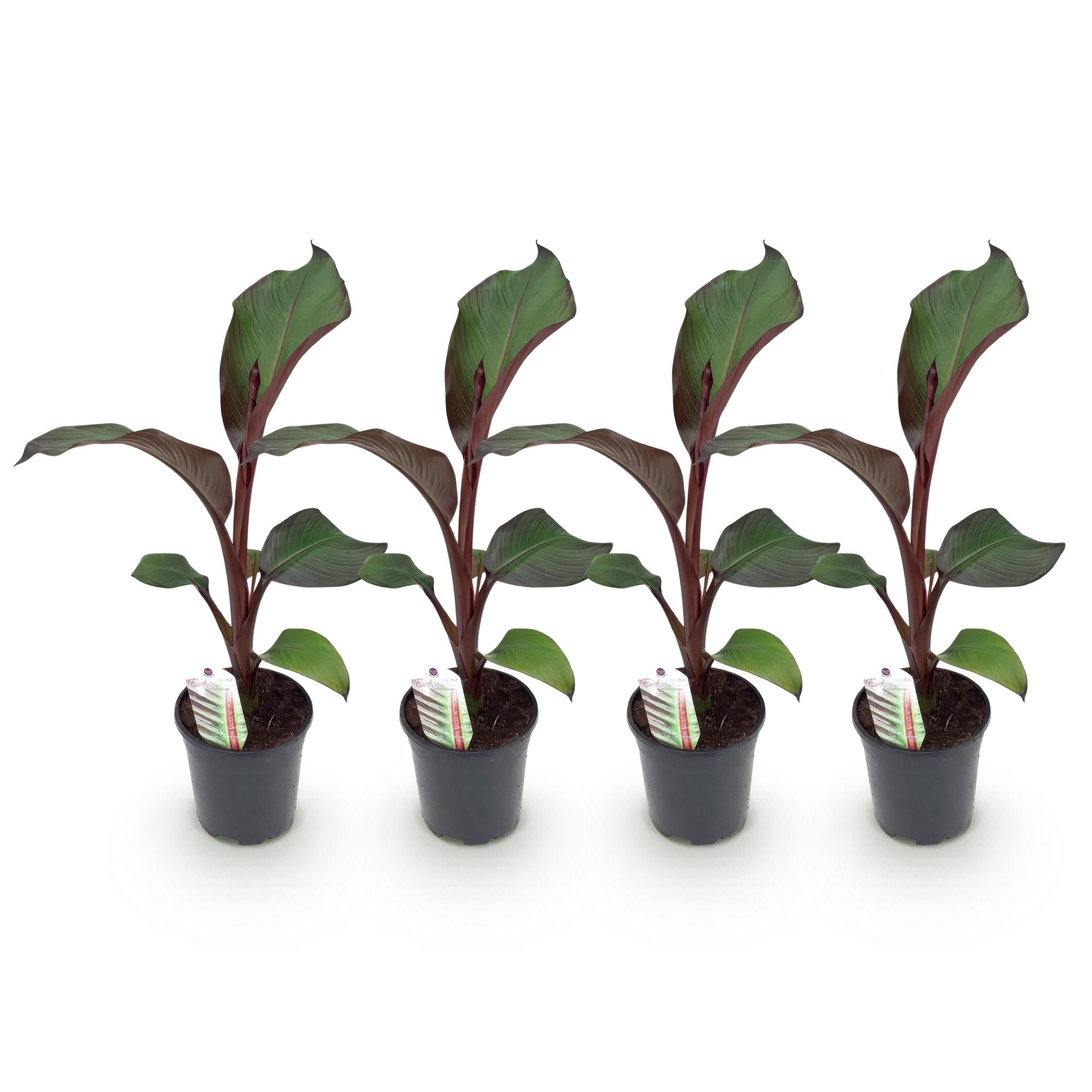 Fruitplant - Bananen plant - Ensete ventricosum Maurelli - Winterhard - 4 planten - Pot 17cm Hoogte 40cm