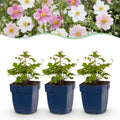 Vasteplant - Anemone Tricolour - Herfst Anemone - Schaduw - Donker Roze - Roze - Wit - 12 Planten - Pot 11cm - Hoogte 15-25cm