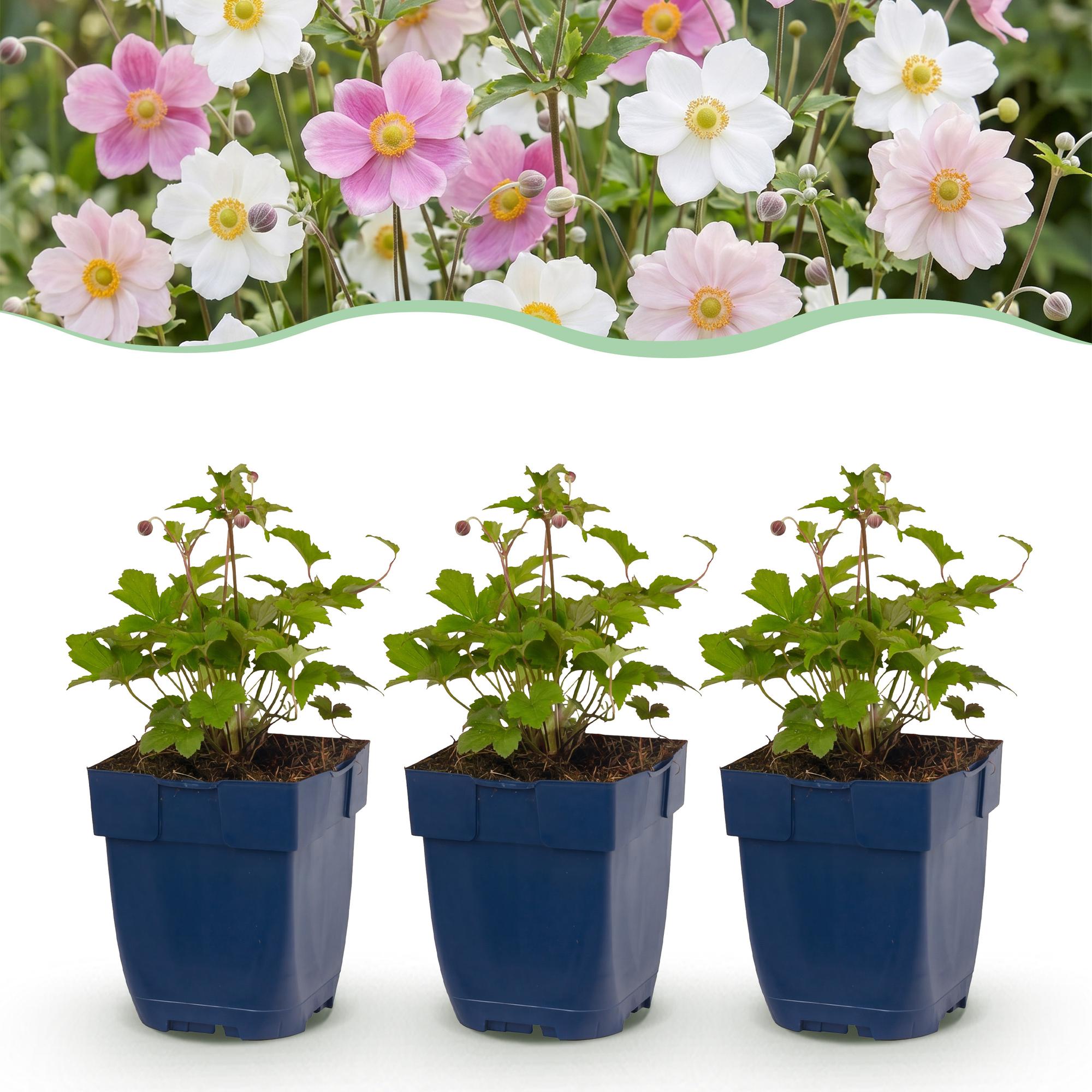 Vasteplant - Anemone Tricolour - Herfst Anemone - Schaduw - Donker Roze - Roze - Wit - 12 Planten - Pot 11cm - Hoogte 15-25cm