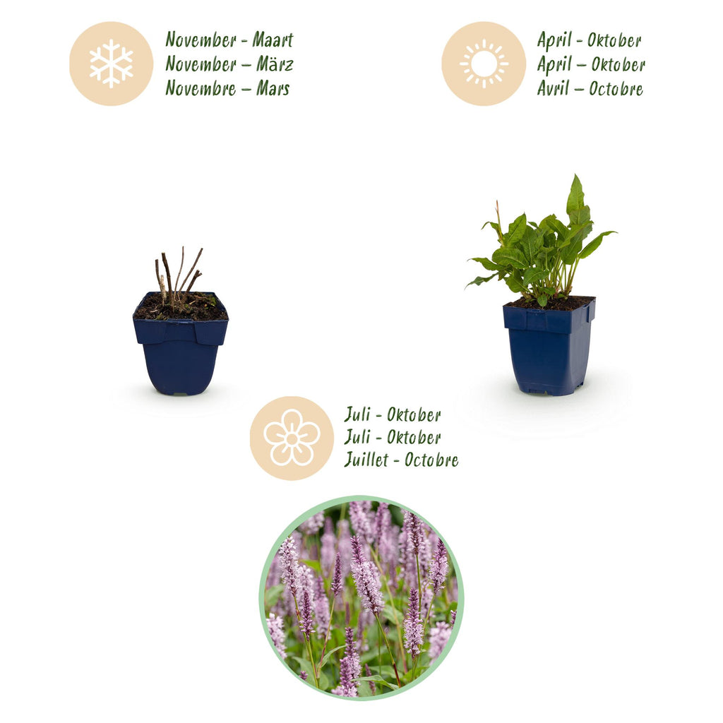 Vasteplant - Persicaria ampl. Rosea - Duizendknoop - Schaduw - Roze - 6 Planten - Pot 11cm - Hoogte 15-25cm