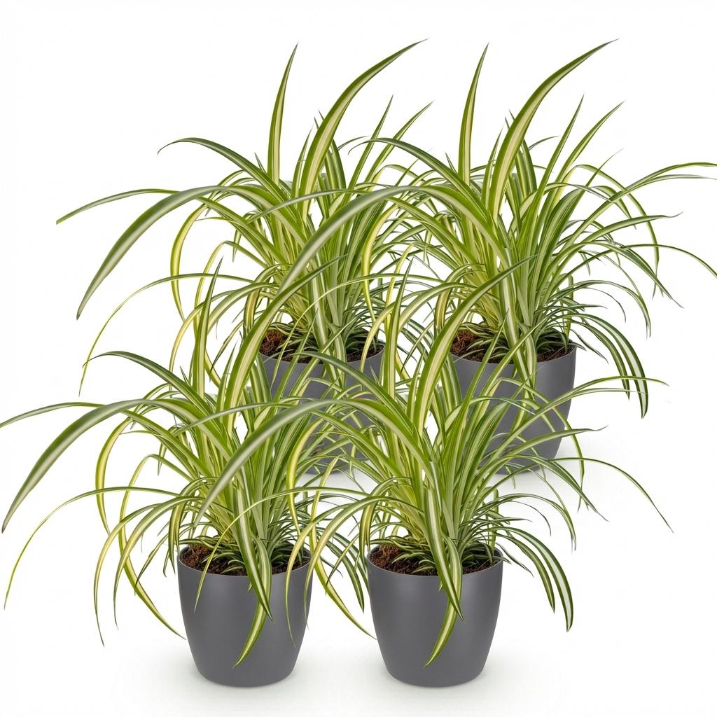 Kamerplant - Chlorophytum comosum Variegatum - Bonte Graslelie - Huisdiervriendelijke Plant - Groen - 4 Planten - met Potter Grijs - Pot 12cm - Hoogte 20cm