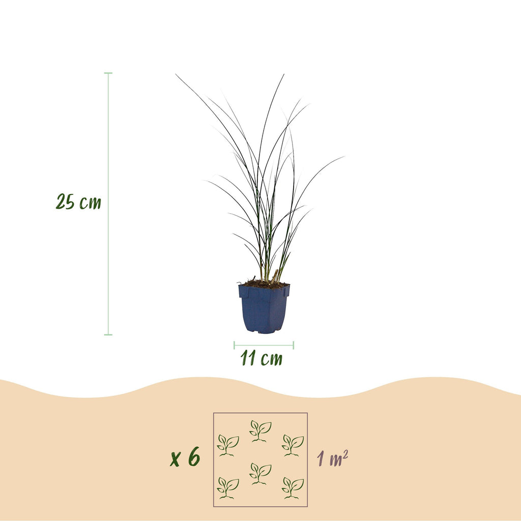 Grassen - Miscanthus sin. Gracillimus - Pampusgras - Met Pluim - Groen - 6 Planten - Pot 11cm - Hoogte 15-25cm