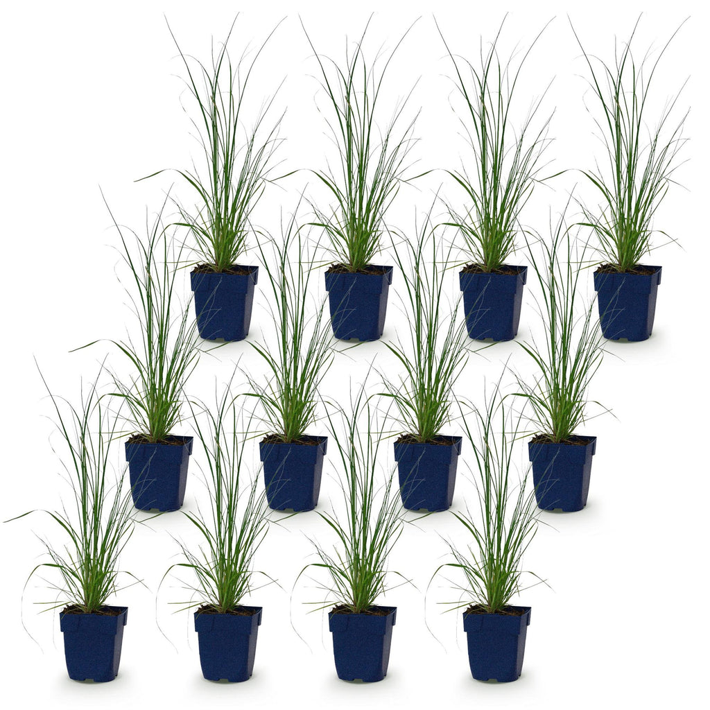 Grassen - Cortaderia sell. Pumila - Dwergpampasgras - Met Pluim - Grijs - 12 Planten - Pot 11cm - Hoogte 15-25cm