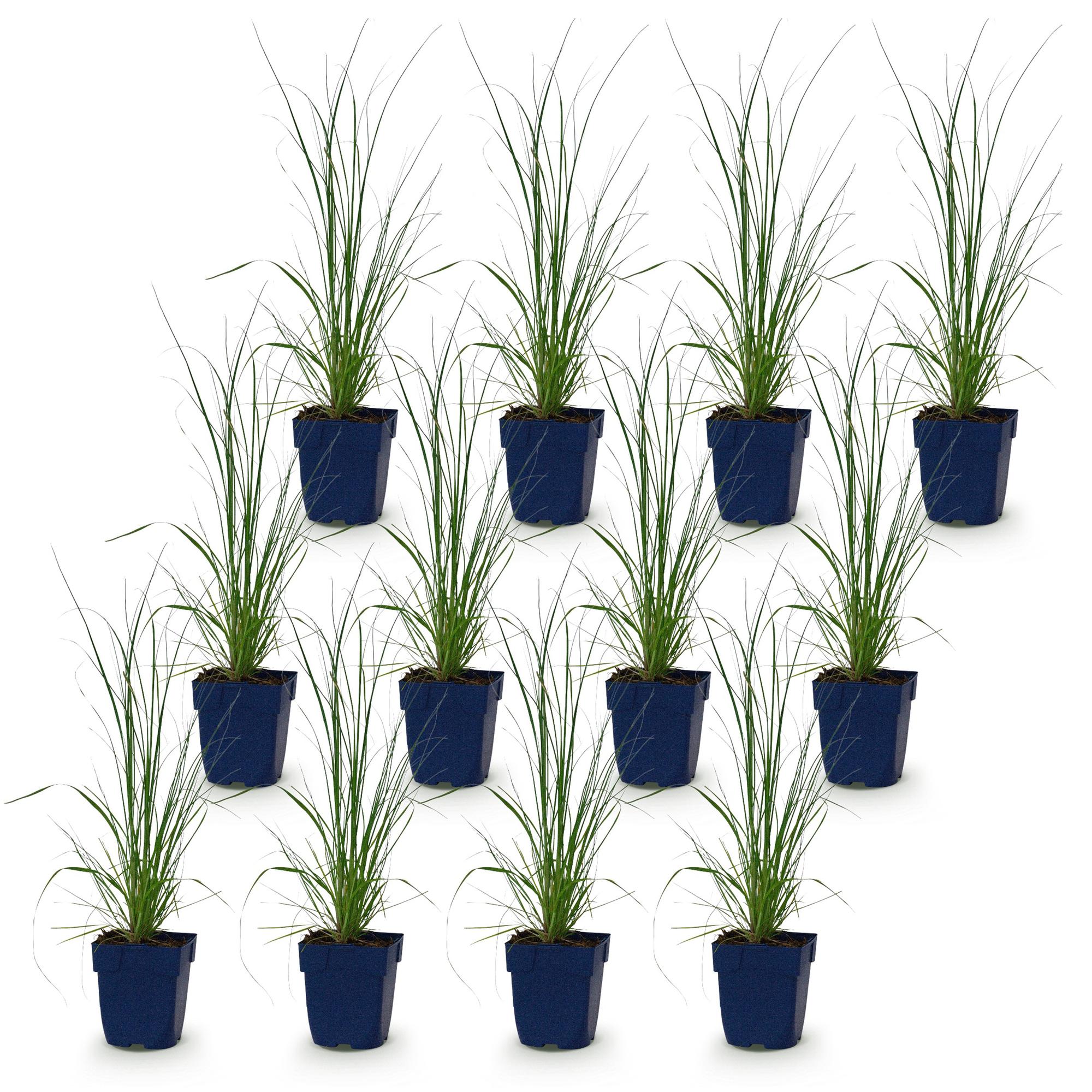 Grassen - Cortaderia sell. Pumila - Dwergpampasgras - Met Pluim - Grijs - 12 Planten - Pot 11cm - Hoogte 15-25cm