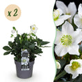Tuinplant - Kerstroos - Helleborus Christmas Carol  - Witte Bloem -2 Planten - Groenblijvend - Pot 14cm Hoogte 30cm
