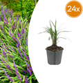 24x Liriope muscari 'Moneymaker' - ↕10-25cm - Ø9cm