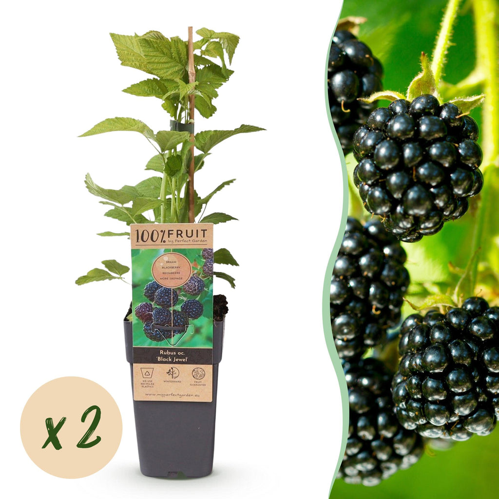 Fruitplant - Rubus occ. Black Jewel - Bramenplant - Winterhard - Zwarte Braam - 2 Planten - Pot 15cm - Hoogte 50cm