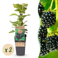 Fruitplant - Rubus occ. Black Jewel - Bramenplant - Winterhard - Zwarte Braam - 2 Planten - Pot 15cm - Hoogte 50cm